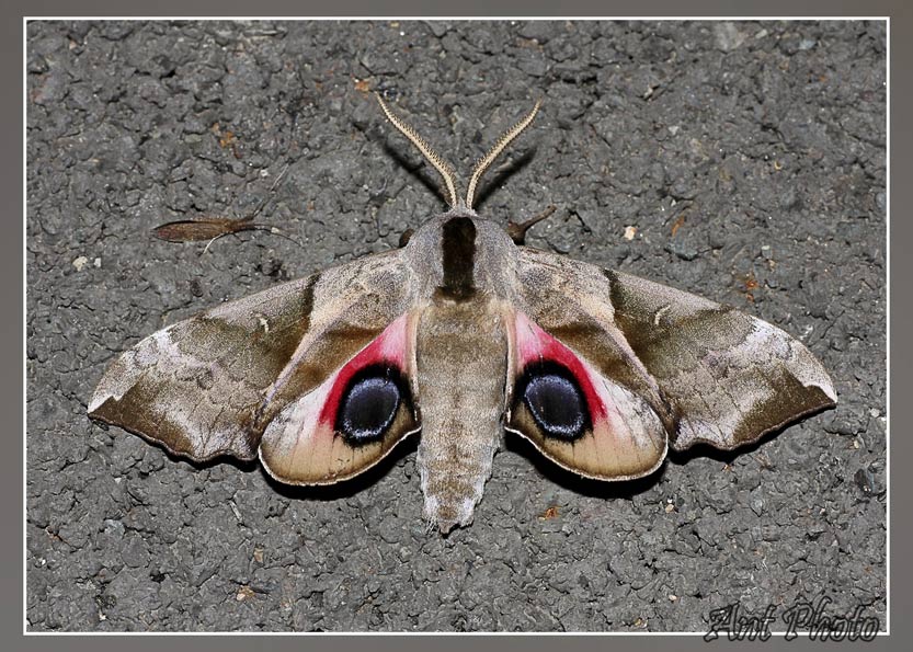 Бражник Smerinthus ocellatus